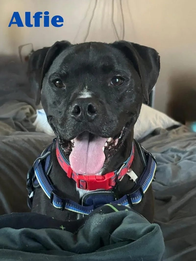 Alfie thumbnail 4