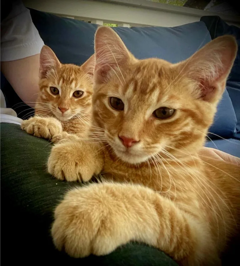 A baby small-sized male Domestic Short Hair cat named Fennich for adoption in Hartsville, SC