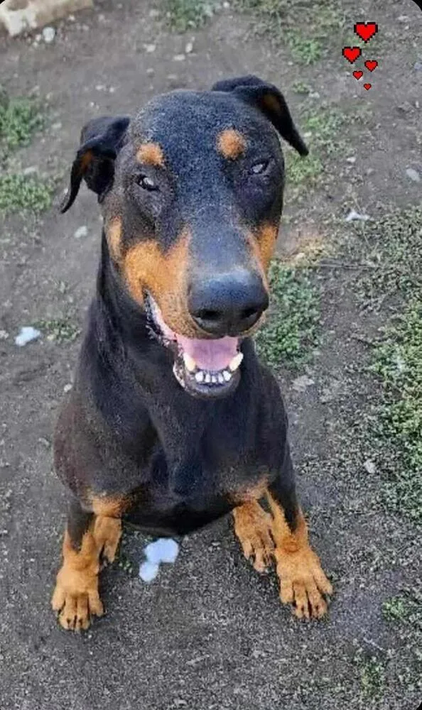A senior large-sized male Brown / Chocolate Doberman Pinscher dog named Tempo for adoption in Tigard, OR