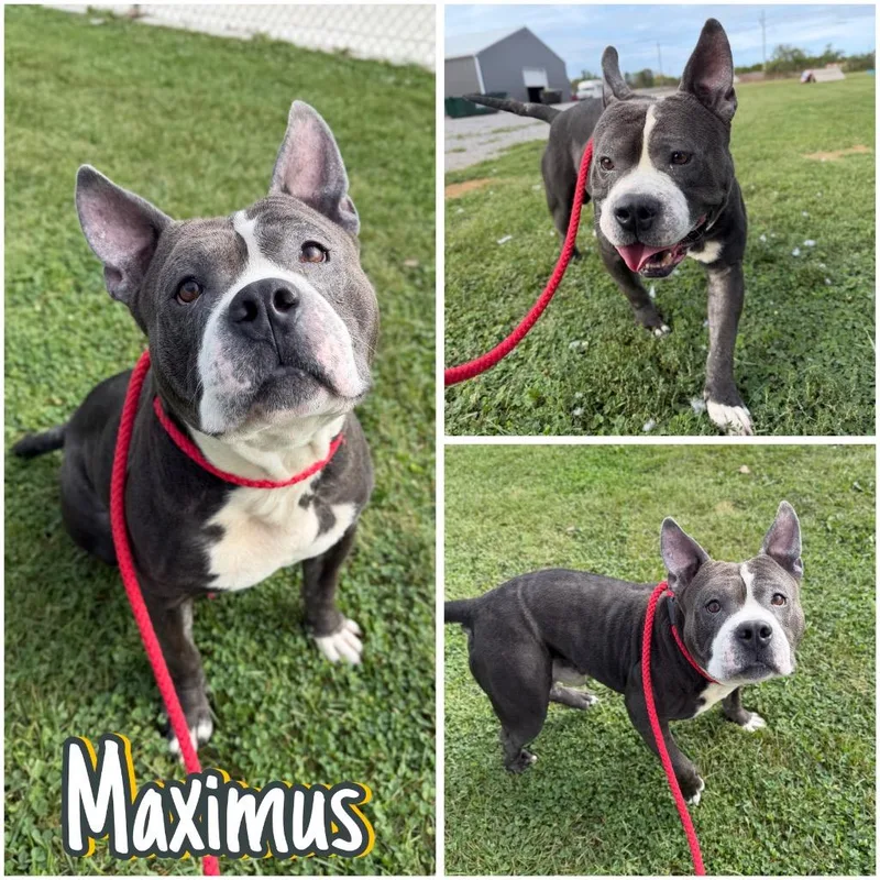 Maximus thumbnail 5