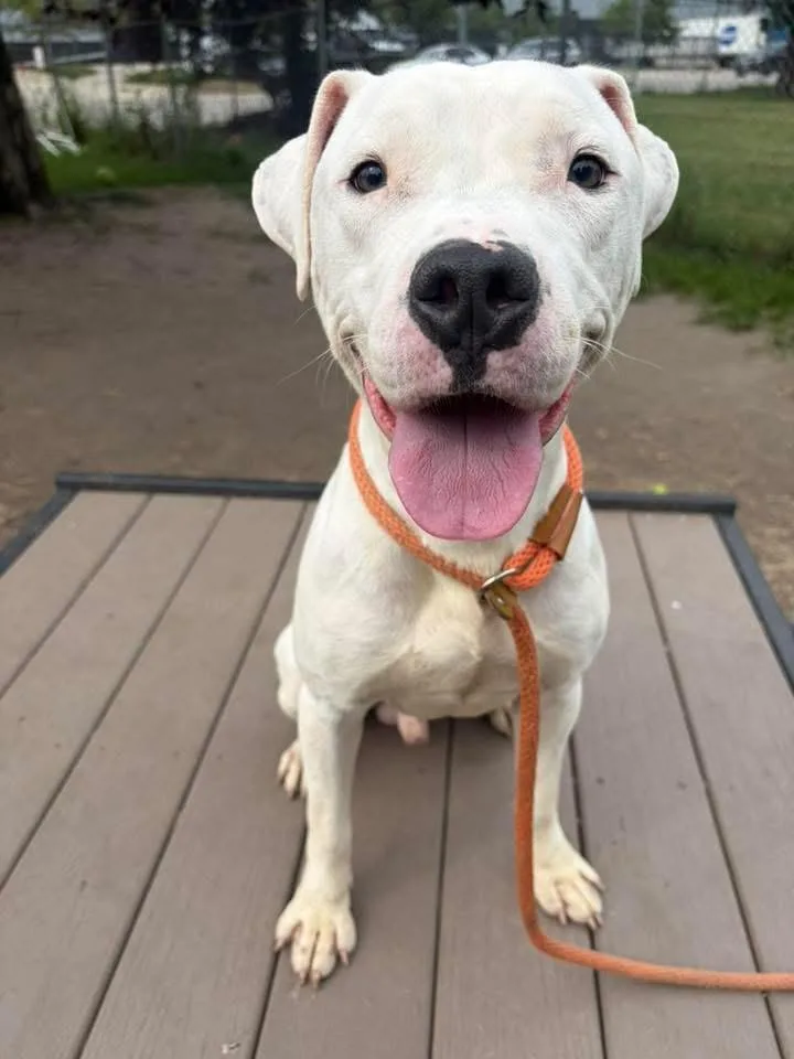 A young medium-sized male White / Cream Pit Bull Terrier dog named Powderkeg for adoption in Chicago, IL