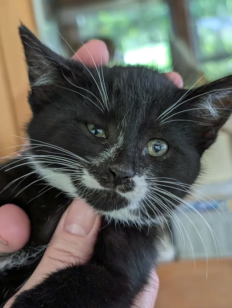 A baby medium-sized male Black & White / Tuxedo Tuxedo cat named JaPaul for adoption in Ypsilanti, MI