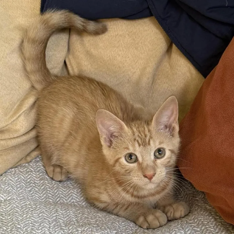 A baby small-sized male Orange / Red Domestic Short Hair cat named Hollandaise for adoption in Williston, FL