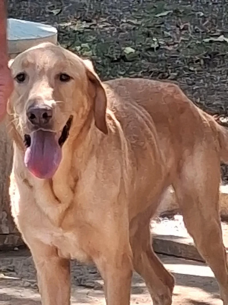 An adult large-sized male Labrador Retriever dog named Asher for adoption in Joshua, TX
