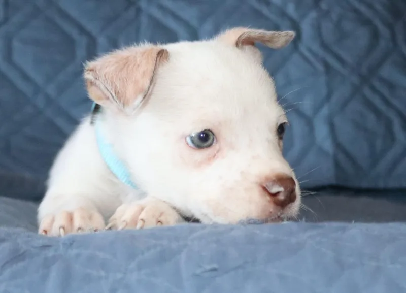 A baby small-sized male Chihuahua dog named Paco for adoption in Mesa, AZ