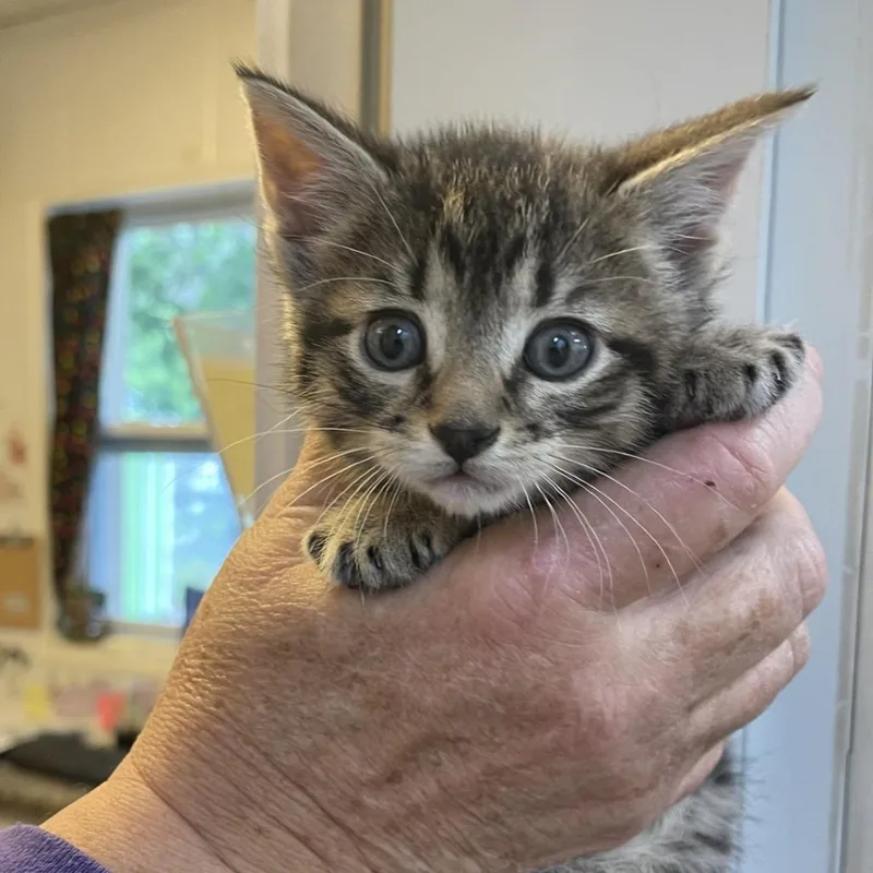 A baby small-sized male Brown / Chocolate Domestic Short Hair cat named Cypress for adoption in Albert Lea, MN