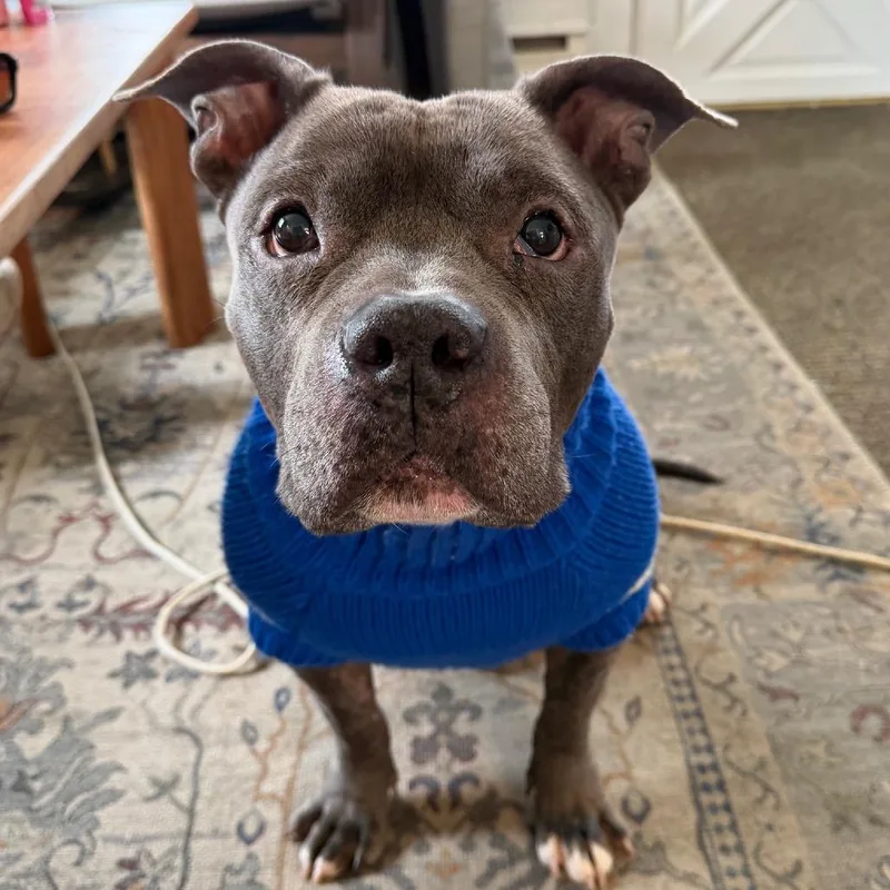 A senior medium-sized male Gray / Blue / Silver American Bulldog dog named Jax for adoption in Weimar, CA