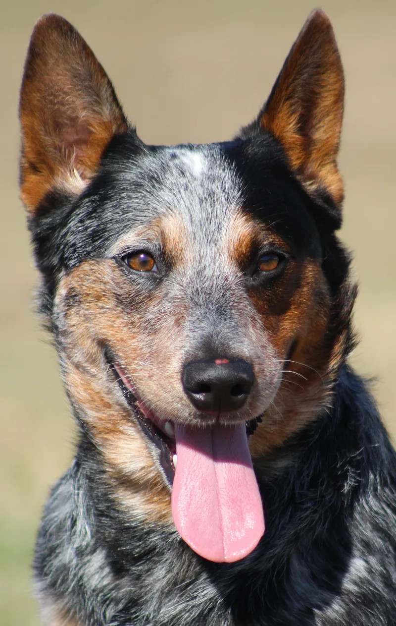 A young medium-sized female Tricolor (Brown, Black, & White) Australian Cattle Dog / Blue Heeler dog named Kova for adoption in Temple, TX
