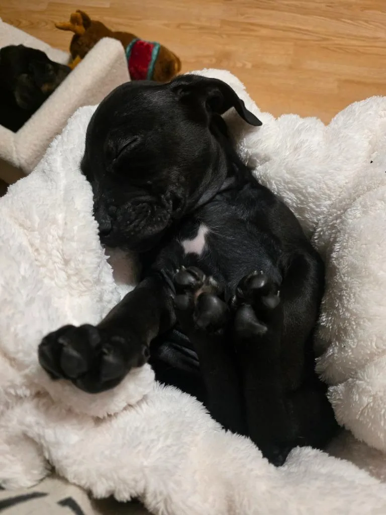 Bobsled Bobby thumbnail 5