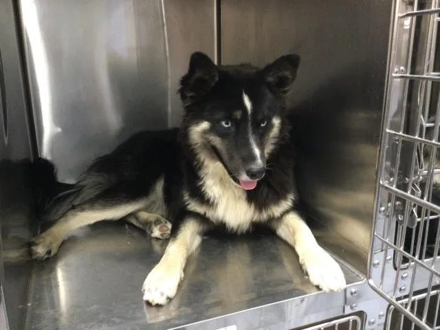 A young medium-sized female Siberian Husky dog named Foxy for adoption in Thousand Palms, CA