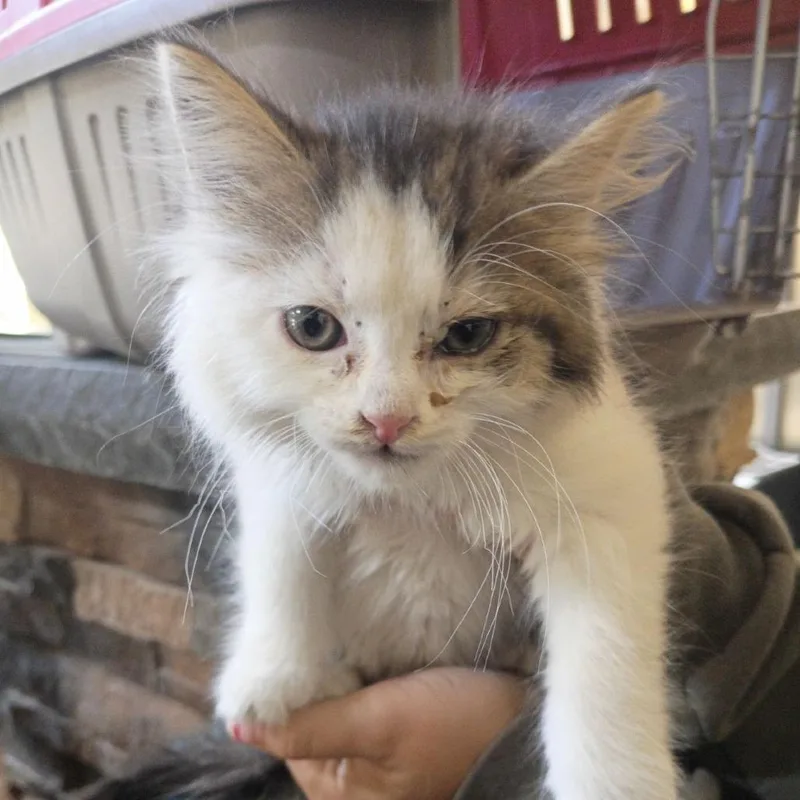 A baby small-sized female White Domestic Short Hair cat named Hot Honey for adoption in Lynchburg, VA