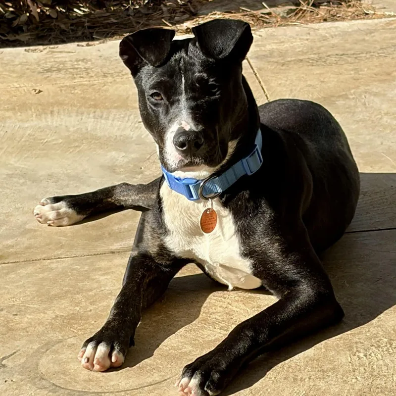 A young medium-sized female Black Mixed Breed dog named Daphne for adoption in Tunica, MS