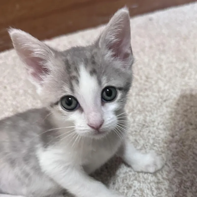 A baby small-sized female Calico Domestic Short Hair cat named Naomi C for adoption in Prosper, TX