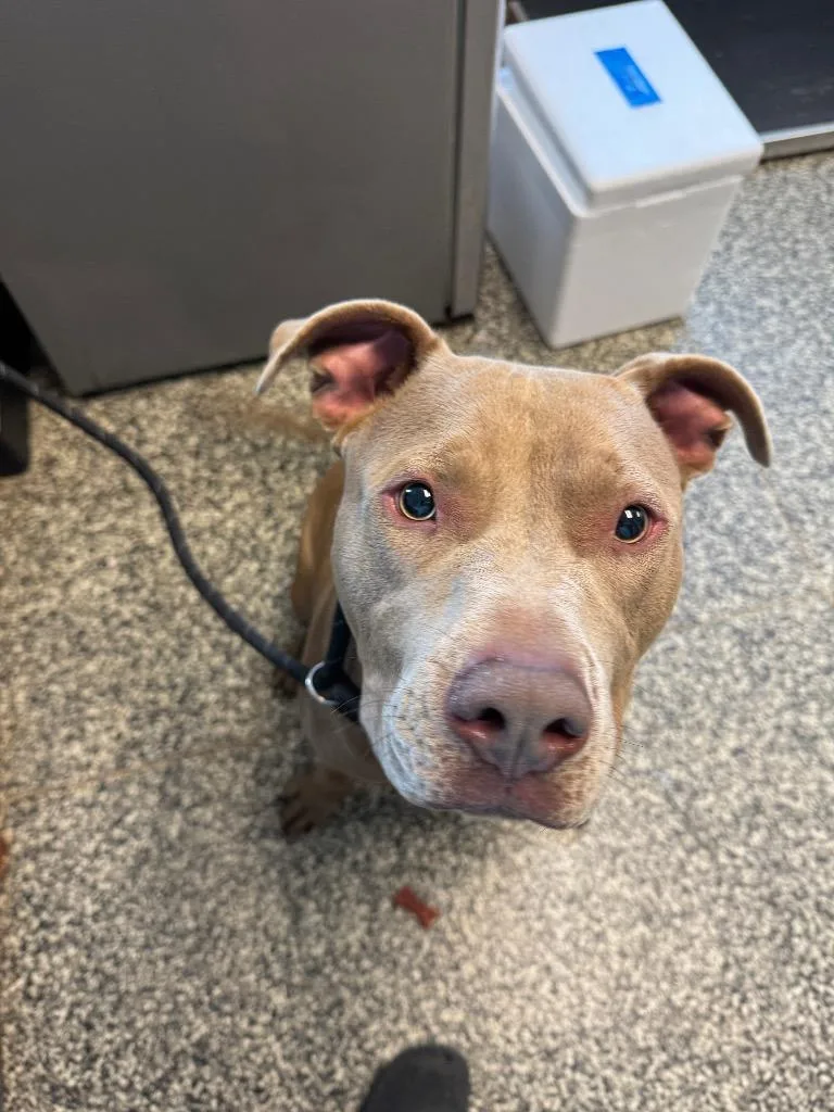 A baby large-sized male Mixed Breed dog named Benny for adoption in Columbia, TN