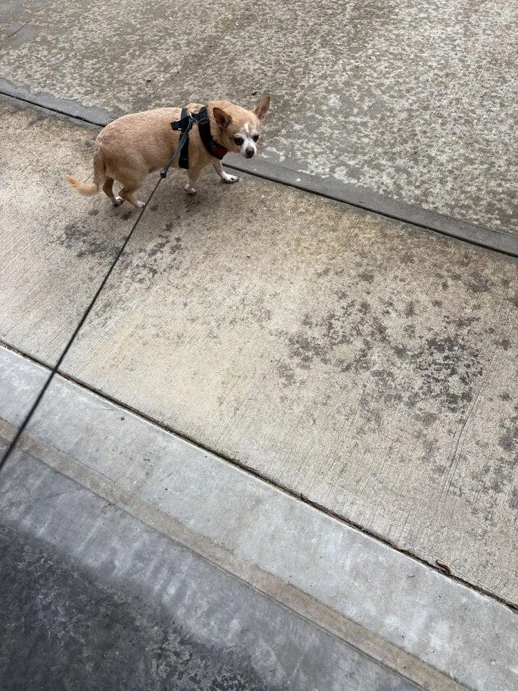 Buddy Chi thumbnail 2