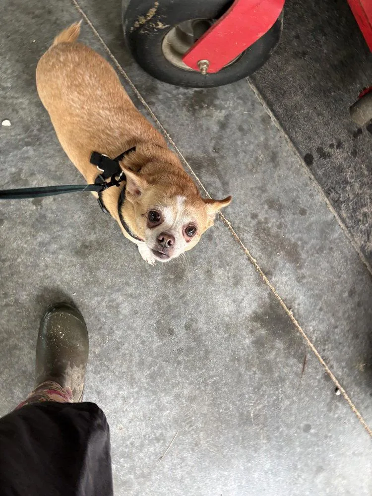 Buddy Chi thumbnail 3