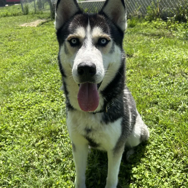 Balto thumbnail 2