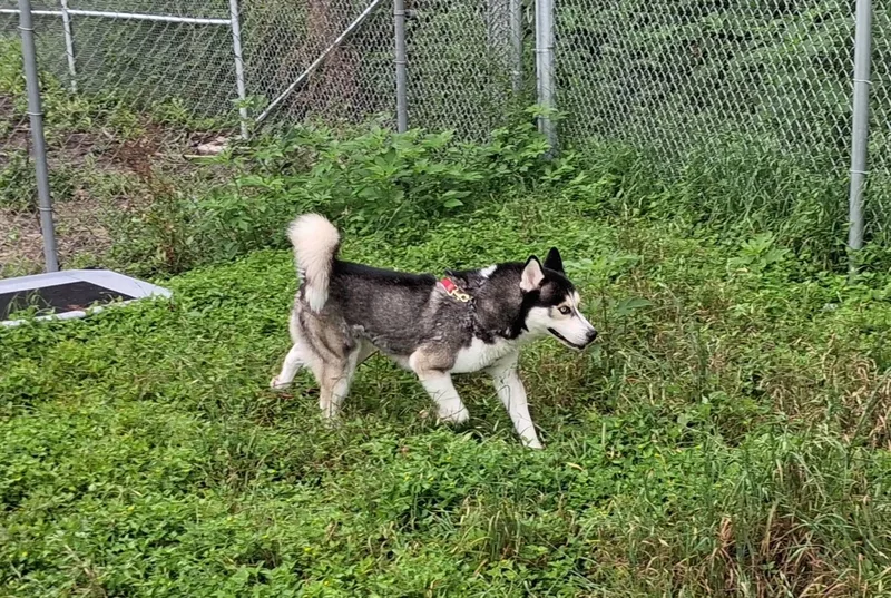 Balto thumbnail 3