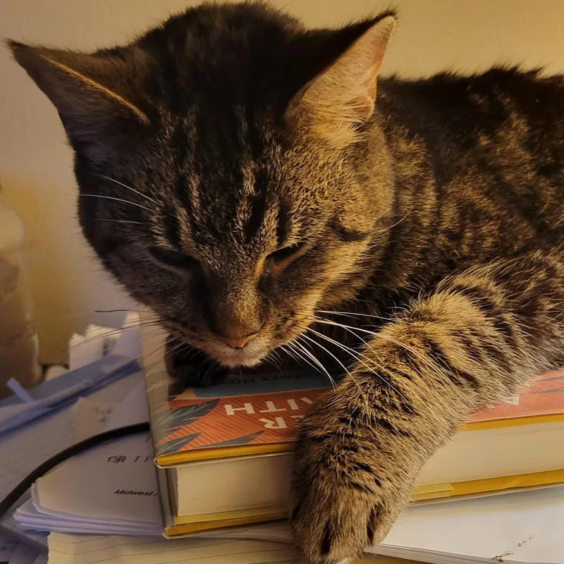 Snickerdoodle thumbnail 3