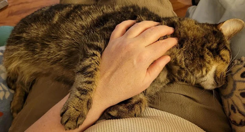 Snickerdoodle thumbnail 4