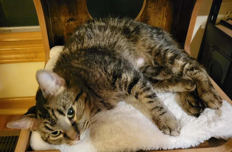 Snickerdoodle thumbnail 5