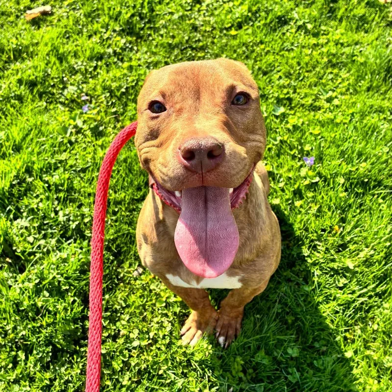 A young medium-sized male Yellow / Tan / Blond / Fawn Mixed Breed dog named Javier for adoption in Hinsdale, IL