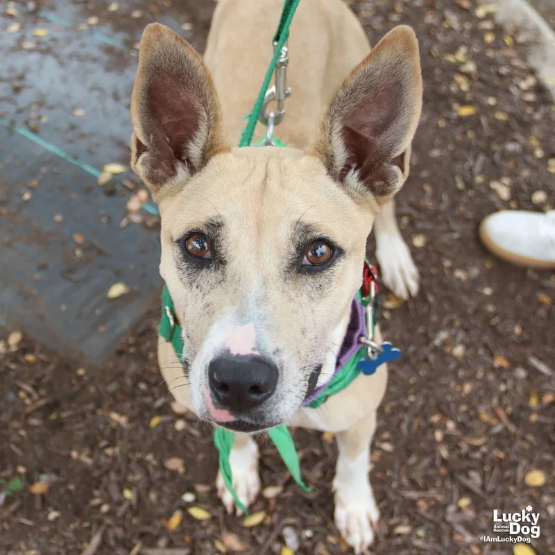 Penelope thumbnail 2