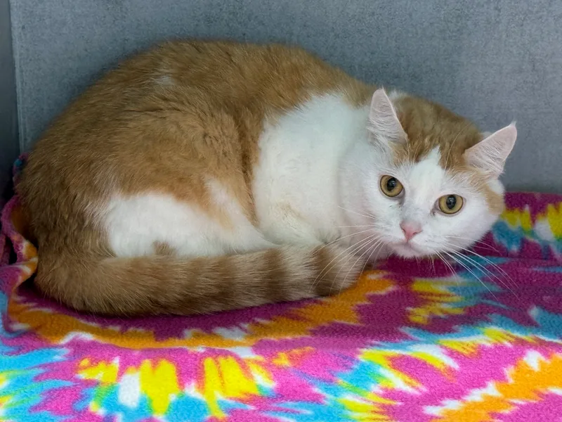 An adult medium-sized female Orange & White Domestic Short Hair cat named Ditto for adoption in Mount Vernon, OH