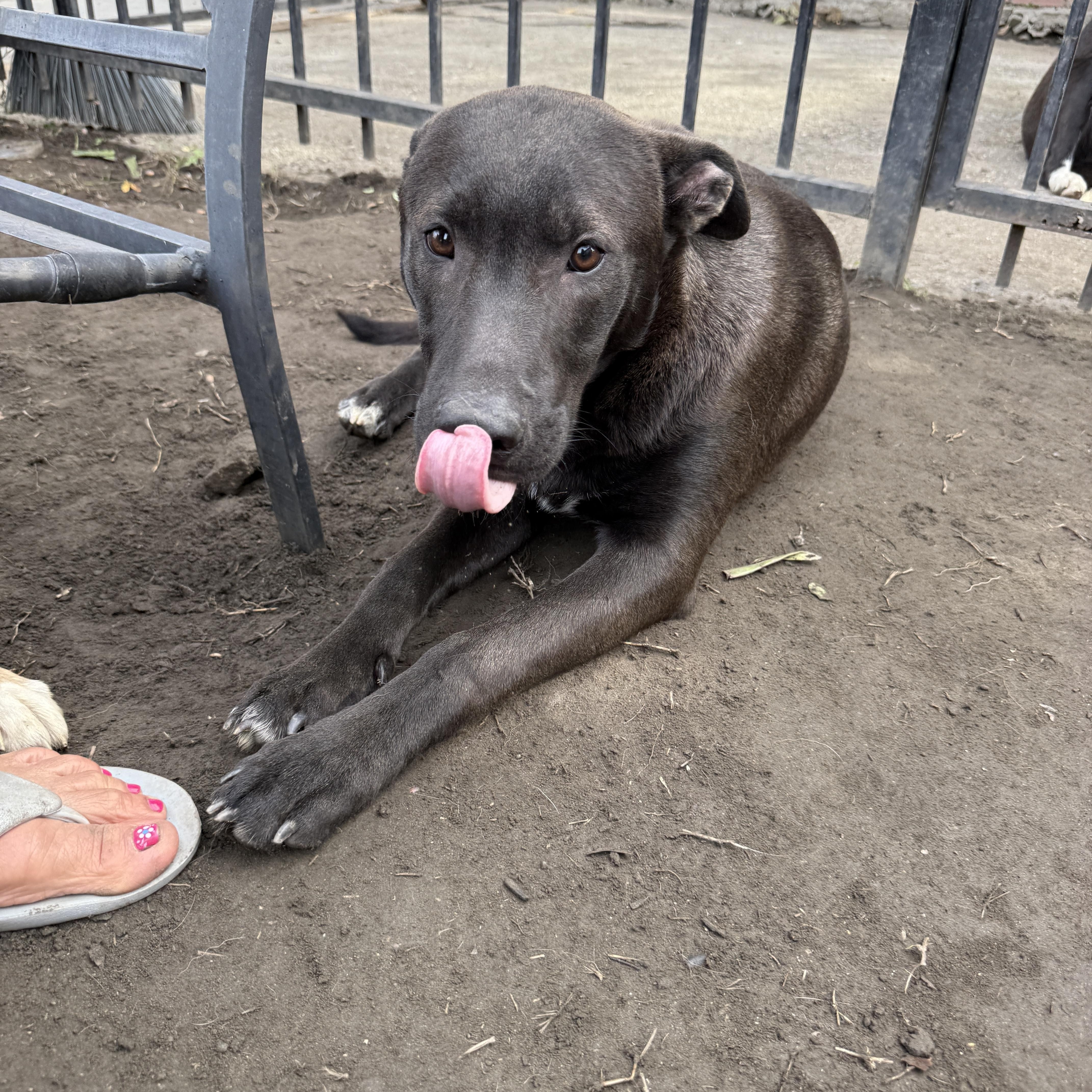 Clifford thumbnail 2