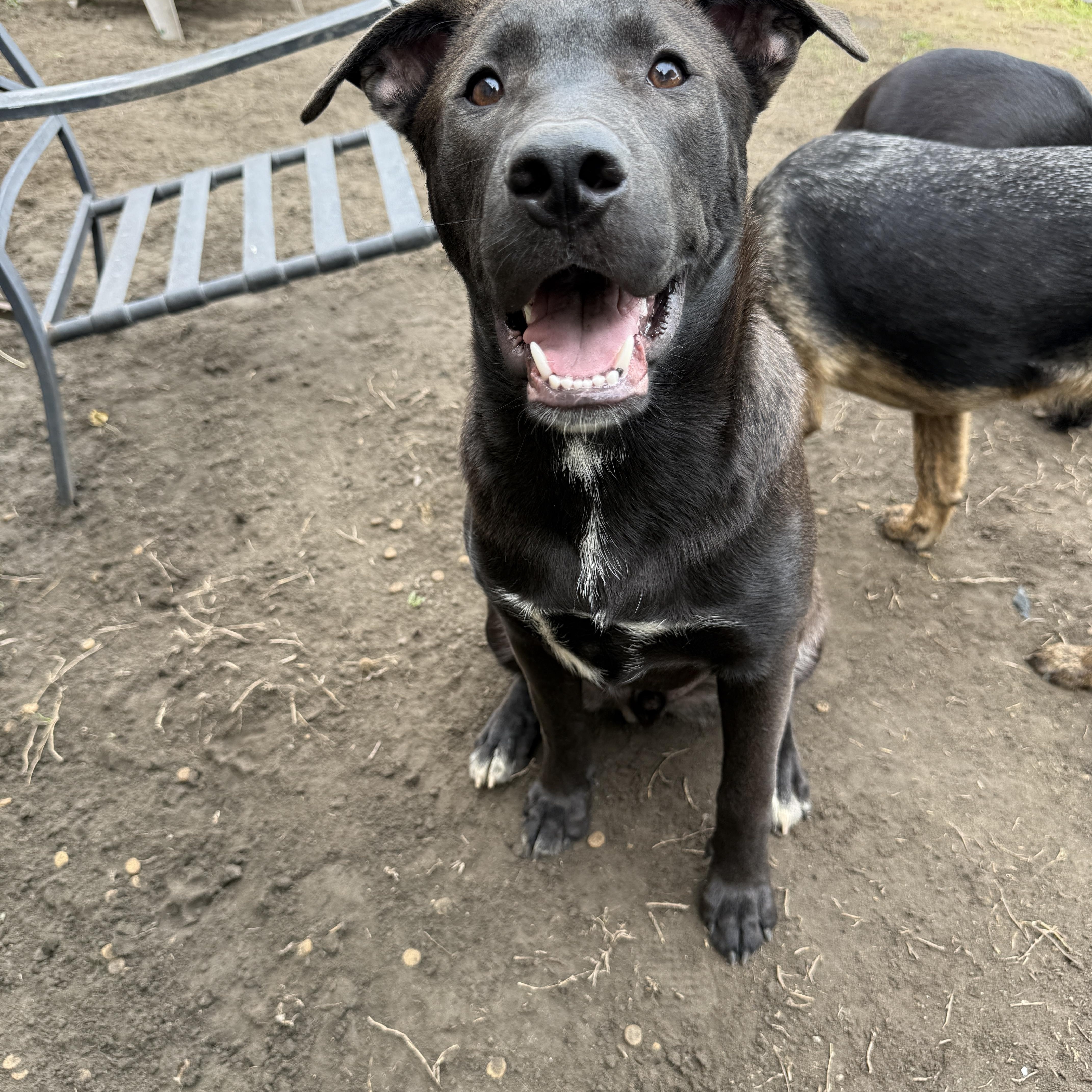 Clifford thumbnail 3