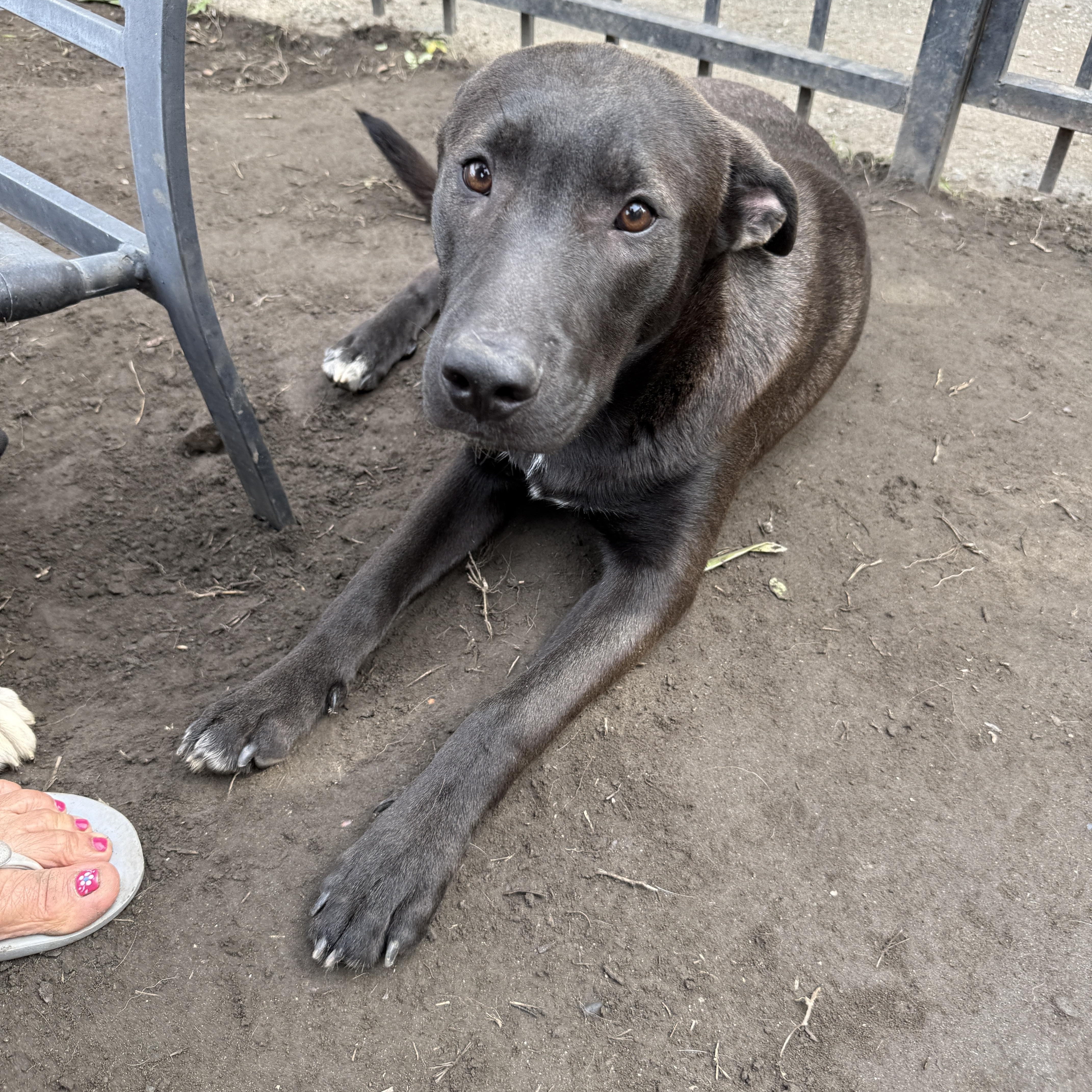 Clifford thumbnail 4