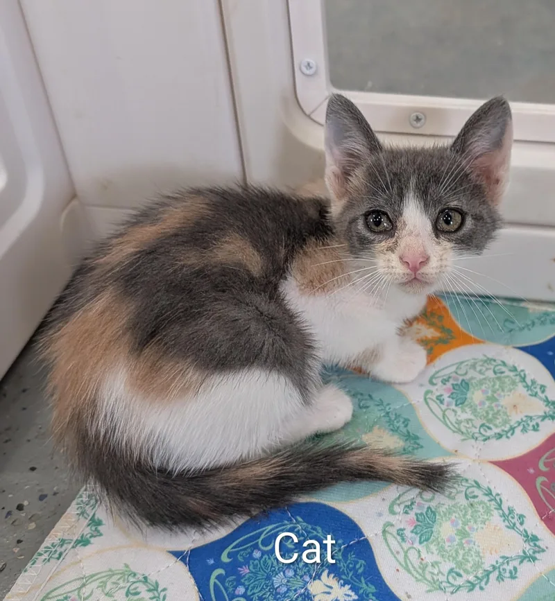 A baby medium-sized female Dilute Calico cat named Cat for adoption in Waterloo, IA