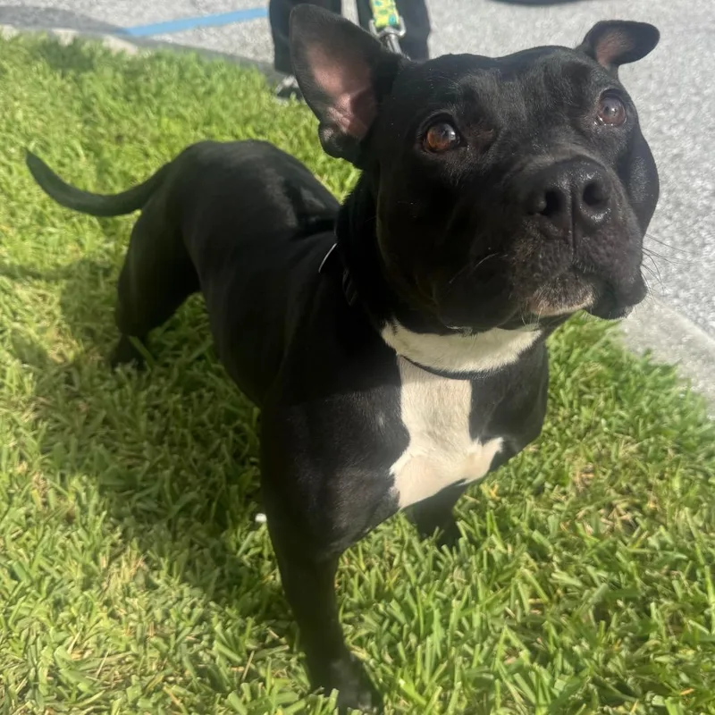A young medium-sized female Mixed Breed dog named Chrollo for adoption in West Palm Beach, FL