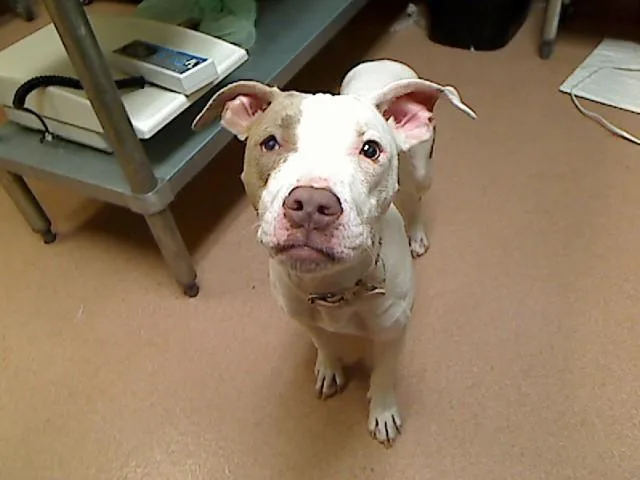 A young large-sized female Pit Bull Terrier dog named Pibble for adoption in Cookeville, TN