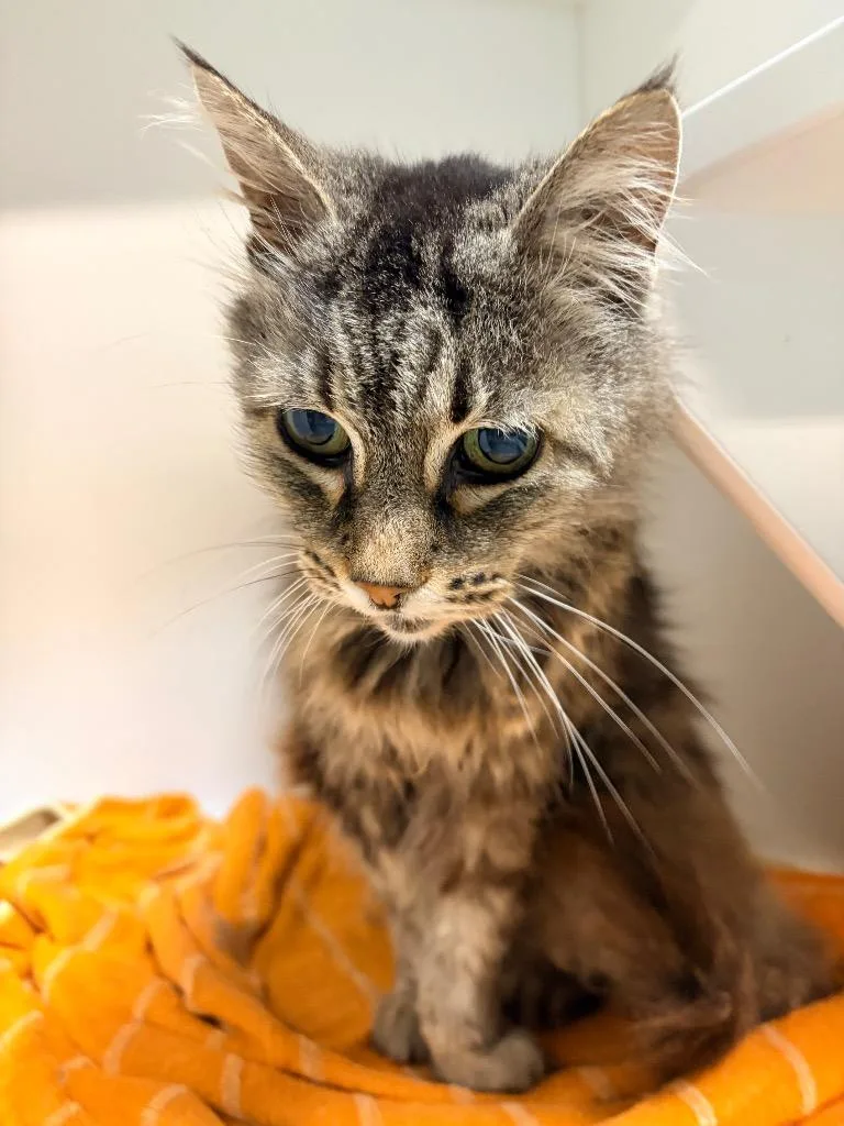 A senior medium-sized female Domestic Long Hair cat named Freskies for adoption in Huntington, IN