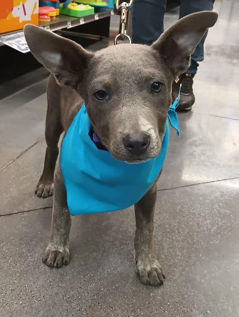 A baby medium-sized male Gray / Blue / Silver American Staffordshire Terrier dog named Napoleon for adoption in Orange, CA