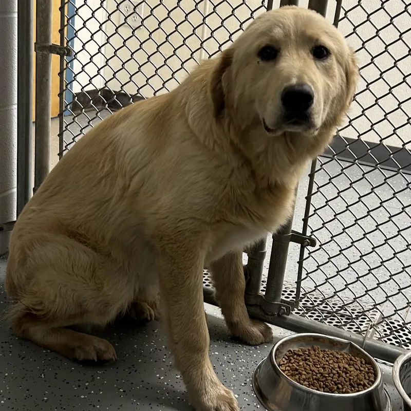 An adult large-sized male Golden Mixed Breed dog named Courage for adoption in Danville, KY