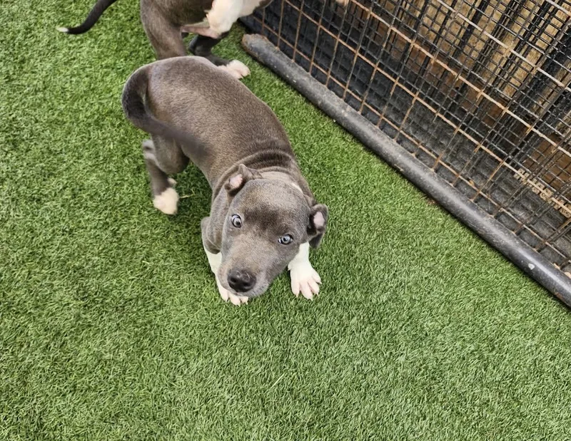 A baby medium-sized female Pit Bull Terrier dog named Izzy for adoption in Hopkinsville, KY