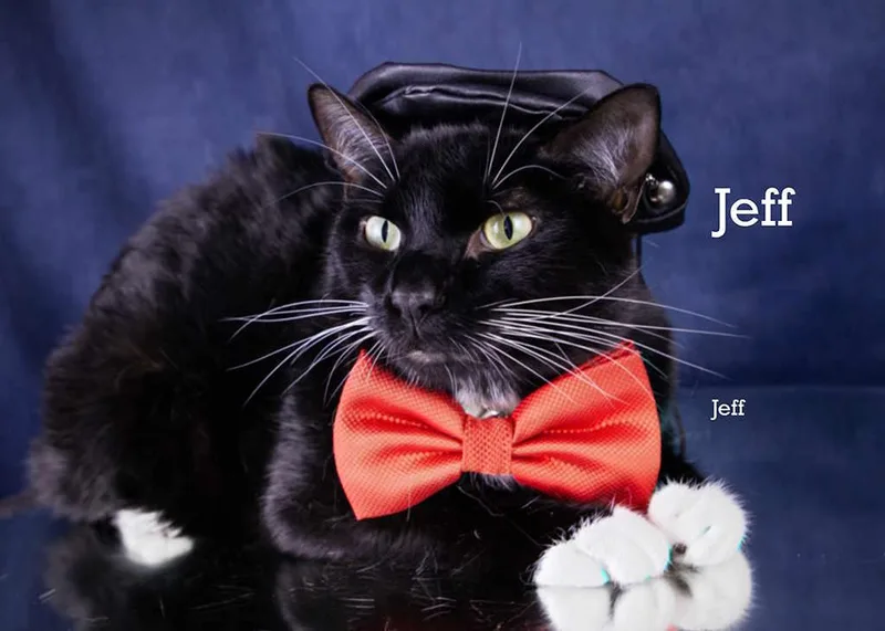 An adult medium-sized male Black & White / Tuxedo Domestic Short Hair cat named Jeff for adoption in York, NE