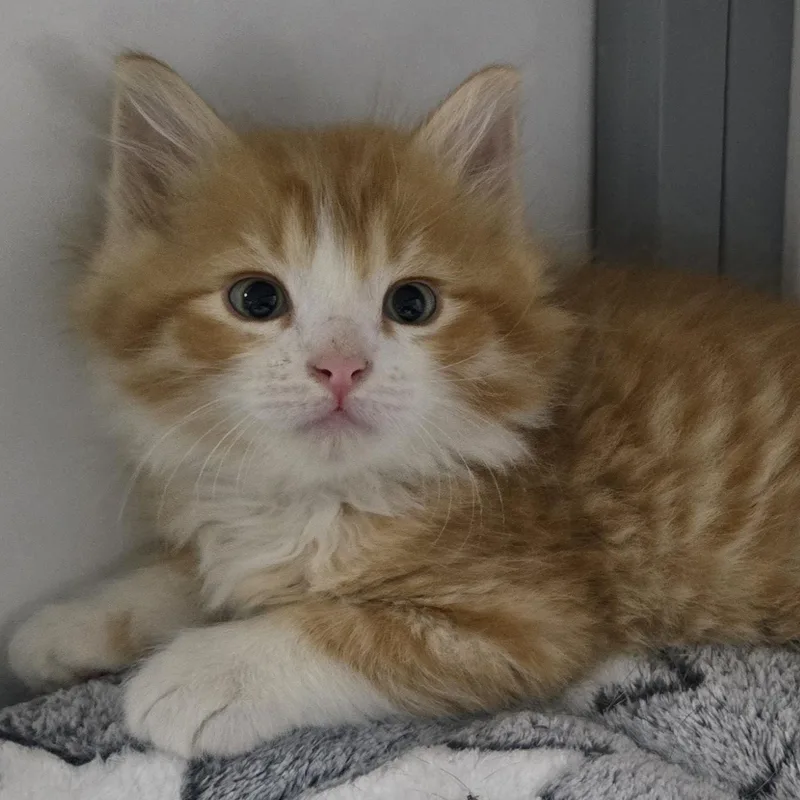 A baby large-sized male Tabby (Orange / Red) Domestic Long Hair cat named Blaze for adoption in Keokuk, IA
