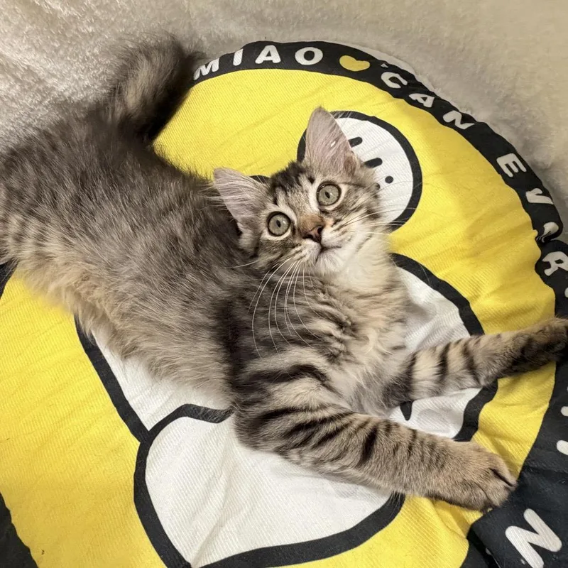 A baby small-sized female Brown / Chocolate Domestic Short Hair cat named Eevee for adoption in Durham, NC