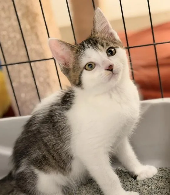 A baby medium-sized male Tabby (Brown / Chocolate) Domestic Short Hair cat named Pugsley for adoption in Allegan, MI