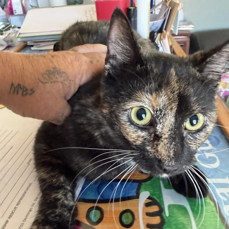 A baby medium-sized female Tortoiseshell Domestic Short Hair cat named Harley Quinn for adoption in Deming, NM