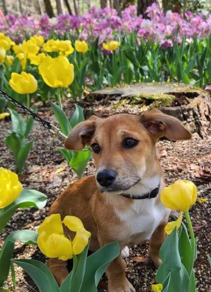 A baby small-sized female Hound dog named Kiki for adoption in Hot Springs Village, AR