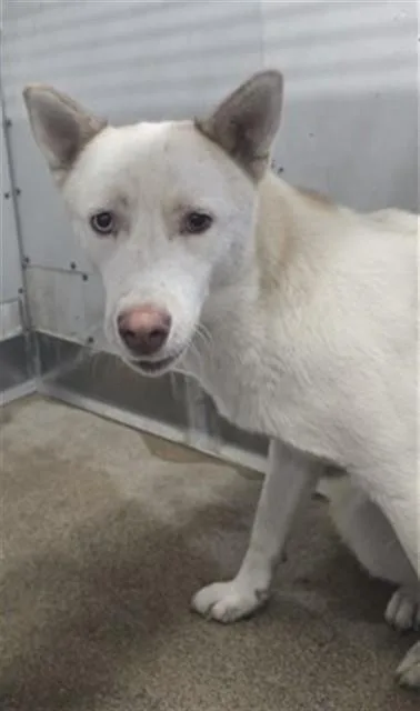 A young medium-sized female Siberian Husky dog named Lorraine for adoption in San Bernardino, CA