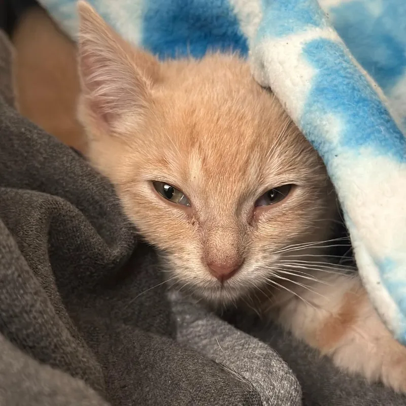 A baby small-sized female Buff / Tan / Fawn Domestic Short Hair cat named Rosie for adoption in Pleasanton, CA