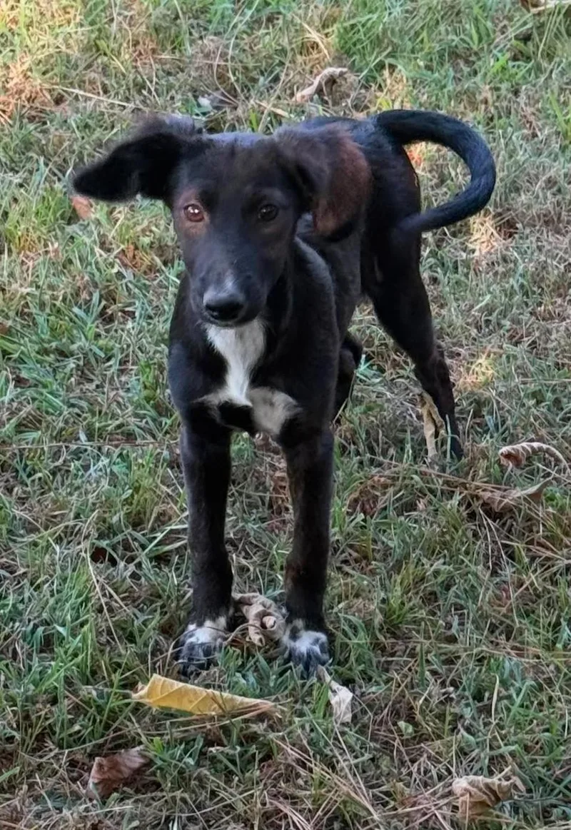 A baby medium-sized female Mixed Breed dog named Allie HERE IN NH for adoption in Northwood, NH