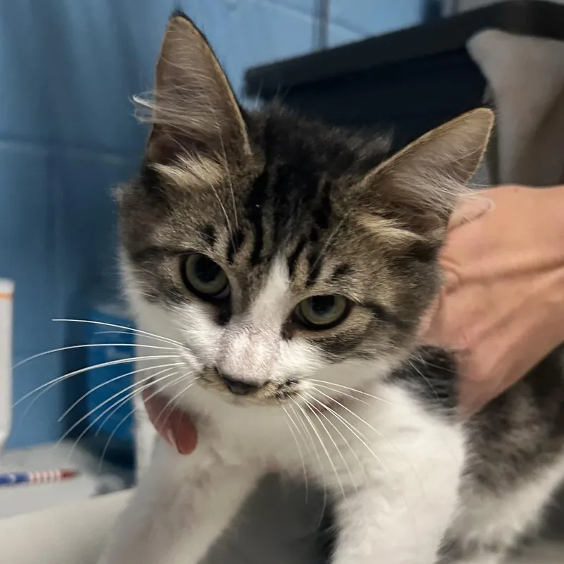 A baby small-sized male Gray / Blue / Silver Domestic Medium Hair cat named Pita for adoption in Newport, NC