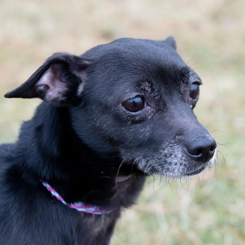 An adult small-sized female Chihuahua dog named Chicklet for adoption in Erie, PA