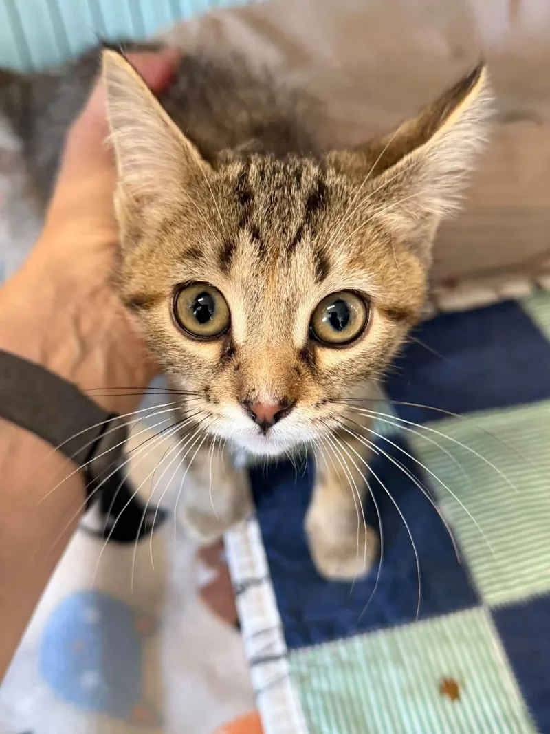 A baby medium-sized male Domestic Short Hair cat named Arlo & Bailey for adoption in Warren, OH